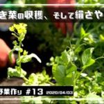 無農薬野菜の作り方を埼玉県で家庭菜園Vlogとして配信中!!かき菜収穫、絹さや登場!!【無農薬野菜 作り方】