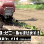 無農薬野菜の作り方を埼玉県で家庭菜園Vlogとして配信中。苺にビニールを被せましたっ!!【無農薬野菜 作り方】