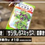 無農薬野菜の作り方を埼玉県で家庭菜園Vlogとして配信中！おかひじきとミックスレタスのタネを植えましたっ!!【無農薬野菜 作り方】