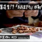 無農薬野菜の作り方を埼玉県で家庭菜園Vlogとして配信中!! 茹でる落花生『おおまさり』登場!!【無農薬野菜 作り方】