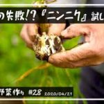 【無農薬野菜 作り方】無農薬野菜の作り方を埼玉県で家庭菜園Vlogとして配信中!! ニンニクがまさかの失敗した!?