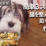 犬手作りご飯レシピ|簡単に作り置きできる腸を整える茹で野菜の作り方を解説【もふ飯】