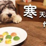 犬手作りご飯レシピ｜ささみ&野菜の寒天ボールの作り方を解説【もふ飯】