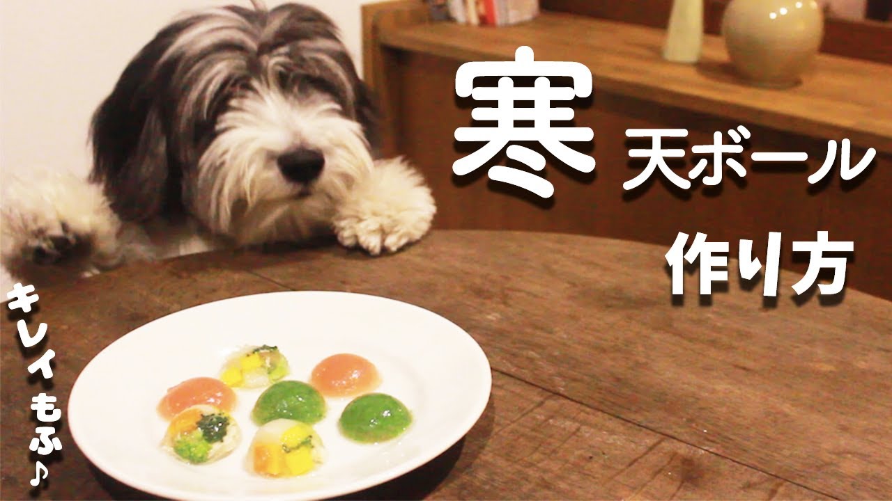 犬手作りご飯レシピ｜ささみ&野菜の寒天ボールの作り方を解説【もふ飯】 レシピ動画