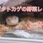 アオジタトカゲのご飯|野菜レシピ|トマト