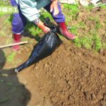 #1【野菜作り】オクラの作り方教えます。