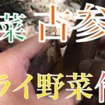古参竹探し、ドライ野菜の作り方