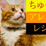 【最先端】ちゅーるアレンジレシピ【メインクーン】