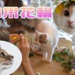 作り方の説明？猫がメインなので説明はありません【猫用花輪を作ってみた】