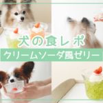 【犬の食レポ】クリームソーダ風の野菜ゼリーを食べる犬たち｜手作り犬おやつ｜きゅうりとにんじん