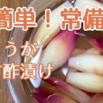 簡単！みょうがの甘酢漬けの作り方・レシピ　常備菜・副菜、ビールのおつまみにも！