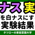 [実験]ナスから白ナスの作り方　実験結果！！　　　　　　野菜　方法／作り方／やり方／なす／白なす／夏休み／自由研究／やってみる