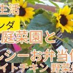 ベランダ家庭菜園、ヘルシーお弁当作り。