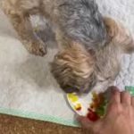 鶏豚牛野菜【docdogブログ｜パートナーに優しいレシピ】