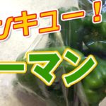 【夜ご飯】サラダに丼、炒め物！ピーマンの作り置きに助けられた１週間アレンジレシピ