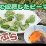 【ピーマンの天ぷら】生卵と麺つゆの最高のタレでお召し上がりください【最強ピーマンレシピ】