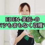 キャベツ農家による簡単キャベツレシピ【野菜ソムリエASUKAキッチン】