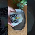 ケンタッキー風フライドチキンのお弁当の詰め方