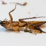 【衝撃】ペペロンチーノ麺なしゴキあり【イタリアン】