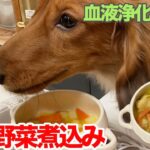 【愛犬手作りご飯】血液浄化作用に！排出でスッキリ「とり野菜煮込み」