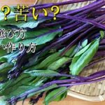 レア食材　紅菜苔の中華炒めレシピ　作り方　菜の花よりも癖がなく食べやすい。#紅菜苔#スマート中華#レア食材