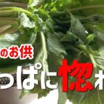 葉っぱがメイン!実はおまけ!?おかわり必至のごはんのお供…カブの葉のふりかけと小さなおかず【簡単レシピ】