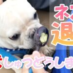 野菜を盗むネズミを退治!愛犬とうにゅう!