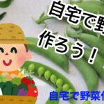 【簡単】自作で野菜栽培キットの作り方①エンドウ豆編#家庭菜園#栽培#エンドウ豆