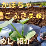 【素材を活かす かぼちゃレシピ】まるでスイーツ！「特濃こふき5.6」紹介 2020年12月19日