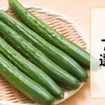【きゅうりの副菜7選】人気の野菜を使った簡単レシピをご紹介♪