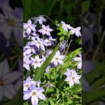 野菜の旬菜専科 野菜 園芸 レシピ 総合チャンネル