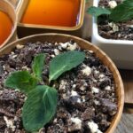 【共働き主夫のレシピ帖】ホンモノそっくり!?「鉢植えプリン」の作り方