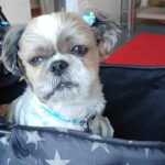 シーズーのシーちゃん。牛丼の松屋本社に来てます。