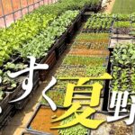 【農家vlog】夏野菜育苗中〜夏野菜すくすく育ってます〜