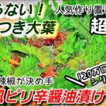 人気【やみつき大葉】とまらない!中華風醤油漬け香味最高!(青ジソ大量消費!作り置き常備菜/免疫力/副菜/超簡単!節約美食レシピ)小エビチャーハン