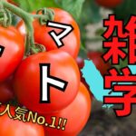 夏野菜人気NO.1！トマトの雑学【大量消費レシピもあるよ】