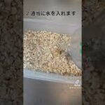 【tiktok】激甘スイーツのようなオートミールの作り方　#shorts