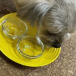 【愛犬レシピ】野菜シロップ掛けタイと鶏肉のかき氷