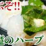 悪魔的ご飯のお供!バジル レシピ ☆ ニンニク麺つゆに漬けるだけで旨い