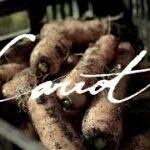 生産者と食卓が繋がる野菜の物語【にんじん】vol.2　※レシピあり