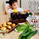 福島県のばあちゃん家からたくさん野菜をもらったよ!【ベビーユーチューバー】【1歳3ヶ月】【採れたて野菜】【福島県】【ご飯レシピ】