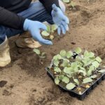 【秋冬野菜の畝の作り方】短時間で色々な野菜を植える方法　21/8/24