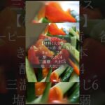 【少し甘めで食べやすい】夏野菜の三温糖ピクルスの作り方 #shorts