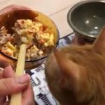 猫のマグロたまご丼。簡単アレンジレシピ!