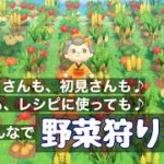 野菜狩り♥リアタイでまだ苗がそろってない人も、レシピに使いたい人も、初見さんも【あつ森】