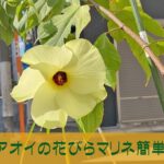 トロロアオイの花びらマリネ簡単レシピ