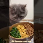 ほうれん草とたまごの三食そぼろ丼with cats #shorts
