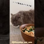 ビビンバ風ほうれん草の豚丼with cats #shorts