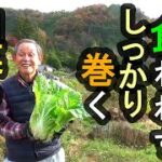 虫に食われずしっかりと巻く白菜の作り方　夏野菜との連続栽培　自然農法・無農薬・無肥料