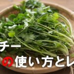 【パクチー基本の使い方とレシピ】野菜ソムリエプロが教えるパクチーの正しい使い方。正しい保存方法。絶対においしく作れるタイ風サラダヤムウンセン、フォーのレシピ。